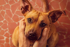 ‘Caramelo’: Meet Amendoim, the film’s protagonist – 10/18/2025 – Animals