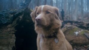 In theaters the film that caused Google searches to increase by 2000% for: ‘Does the dog die at the end?’ – Movie news