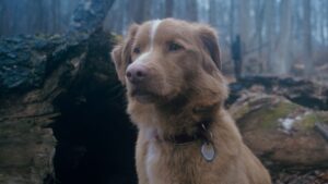 We saw Good Boy, the highly anticipated horror film that tells the story of domestic evil seen through the eyes of a dog