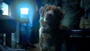 Find out when the horror about a psychic dog that won 95% approval from critics premieres in Brazil